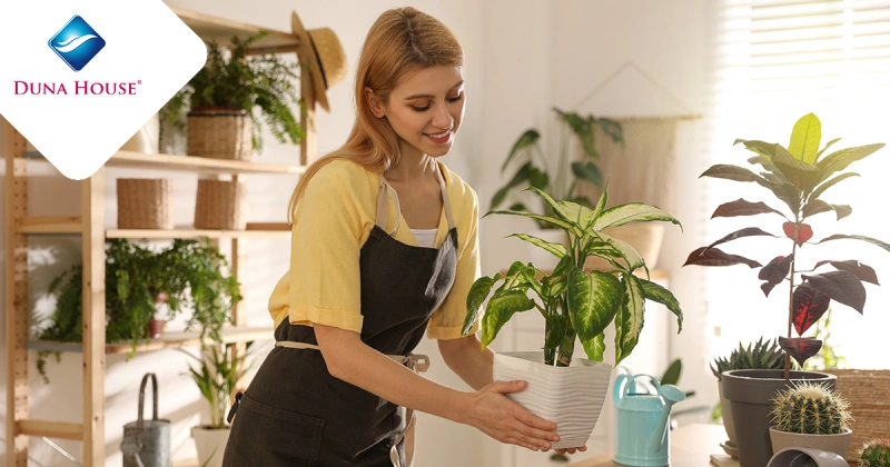 Szerezz be néhány szobanövényt otthonod környezetének javítására.